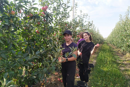 Волонтеры НТИ приняли участие в сборе урожая яблок 